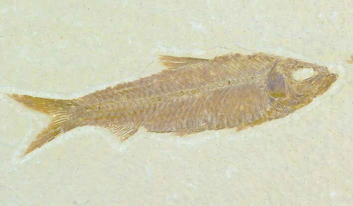Fossil Fish (Knightia) - Green River Formation #122883